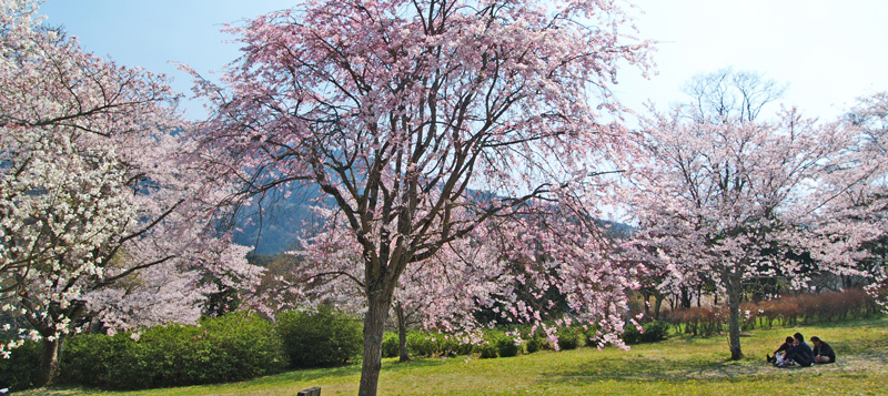 丸山公園全景