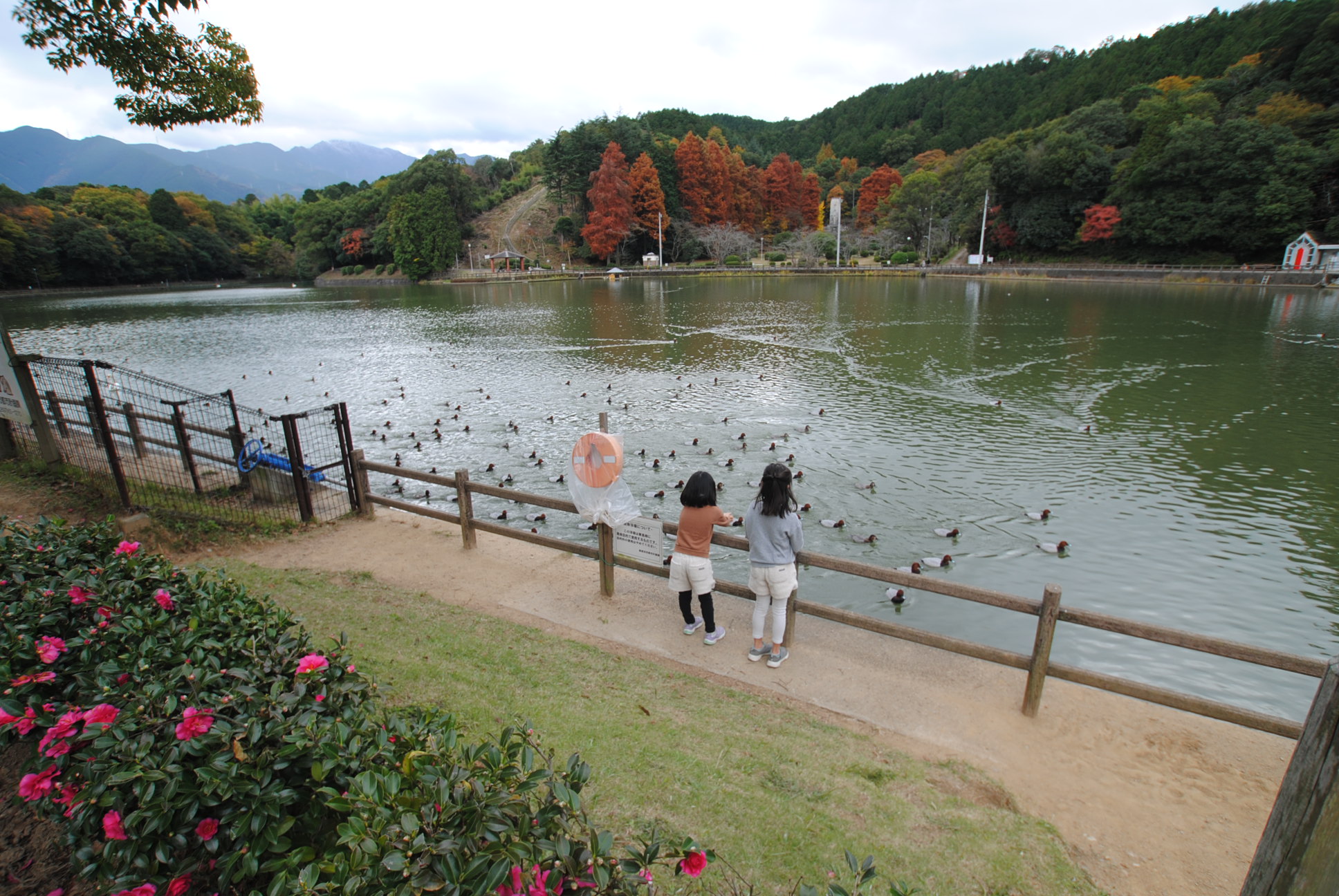 滝の宮公園の大きな池