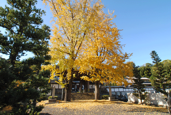 真光寺前の大イチョウ