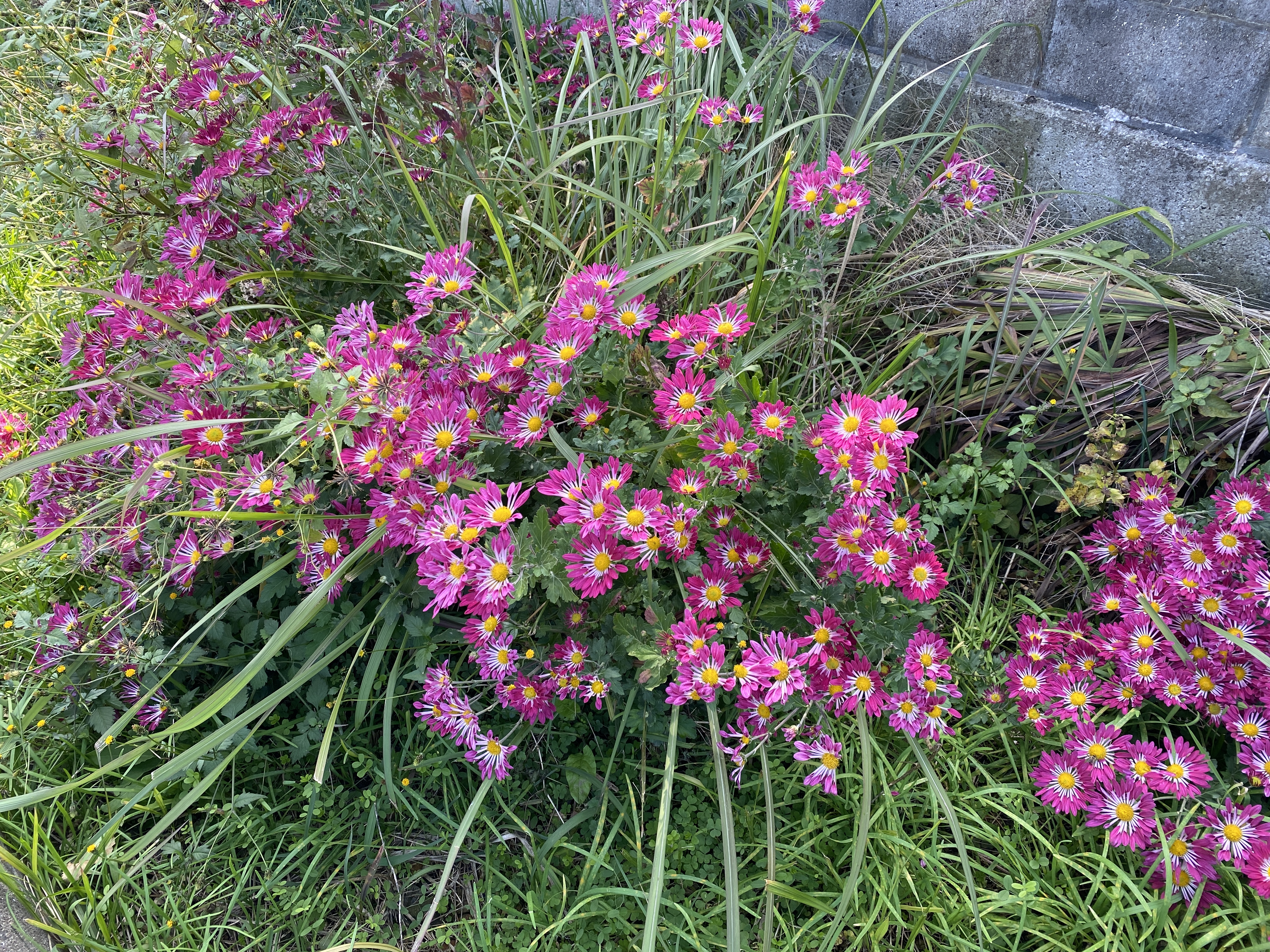 鉱山跡遊歩道自転車道　道端に咲く花