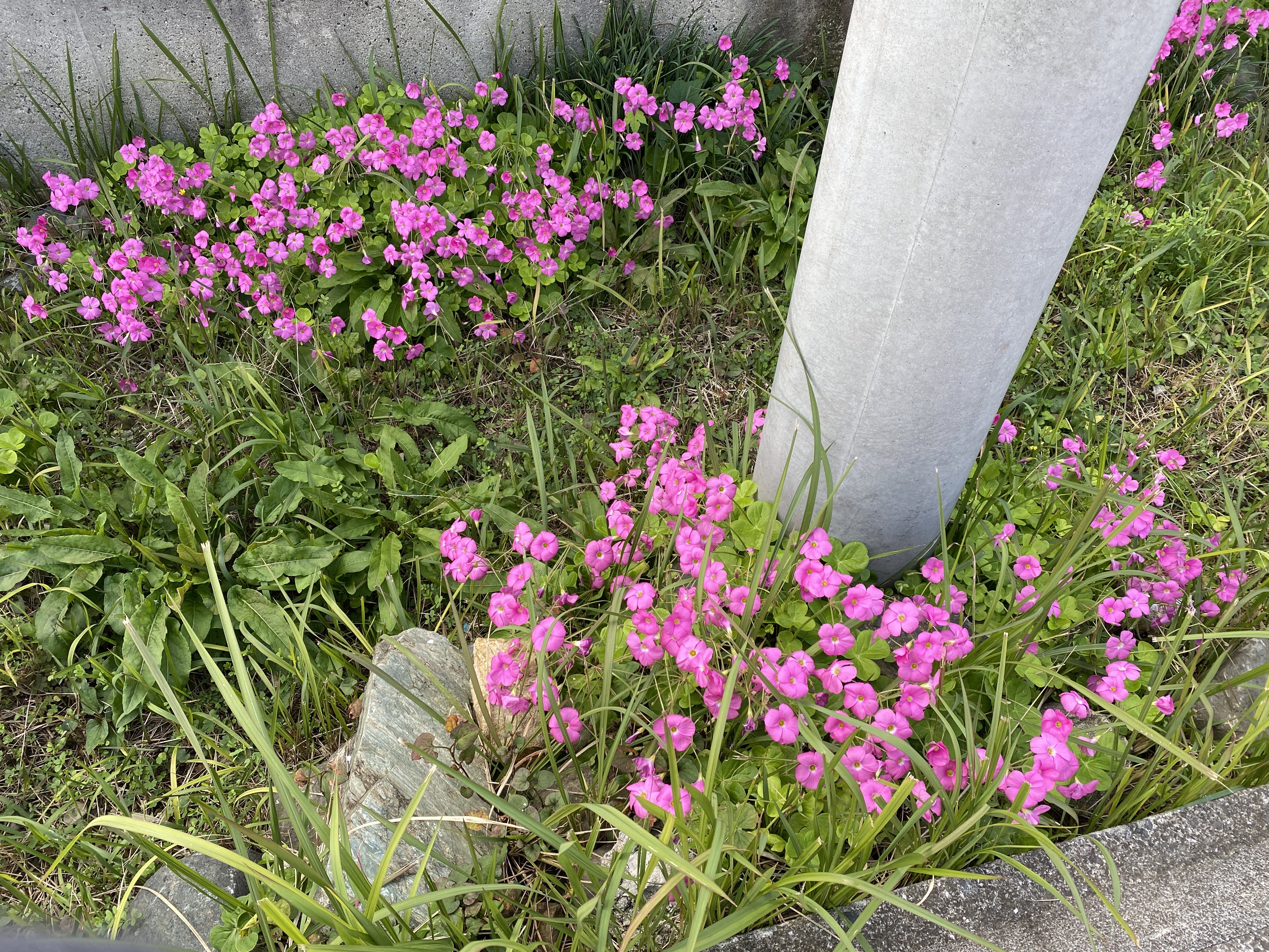 鉱山跡遊歩道自転車道　道端に咲く花々