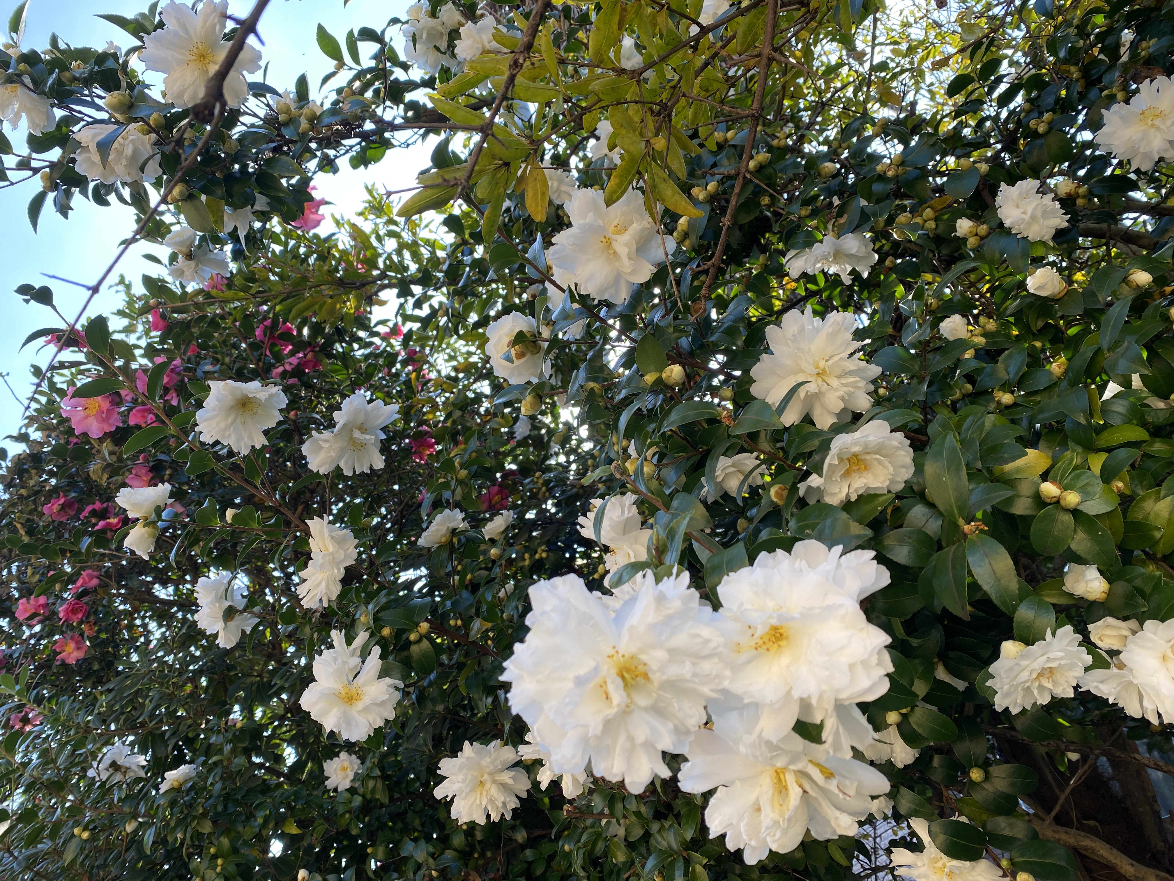 民家の垣根　ここにも花