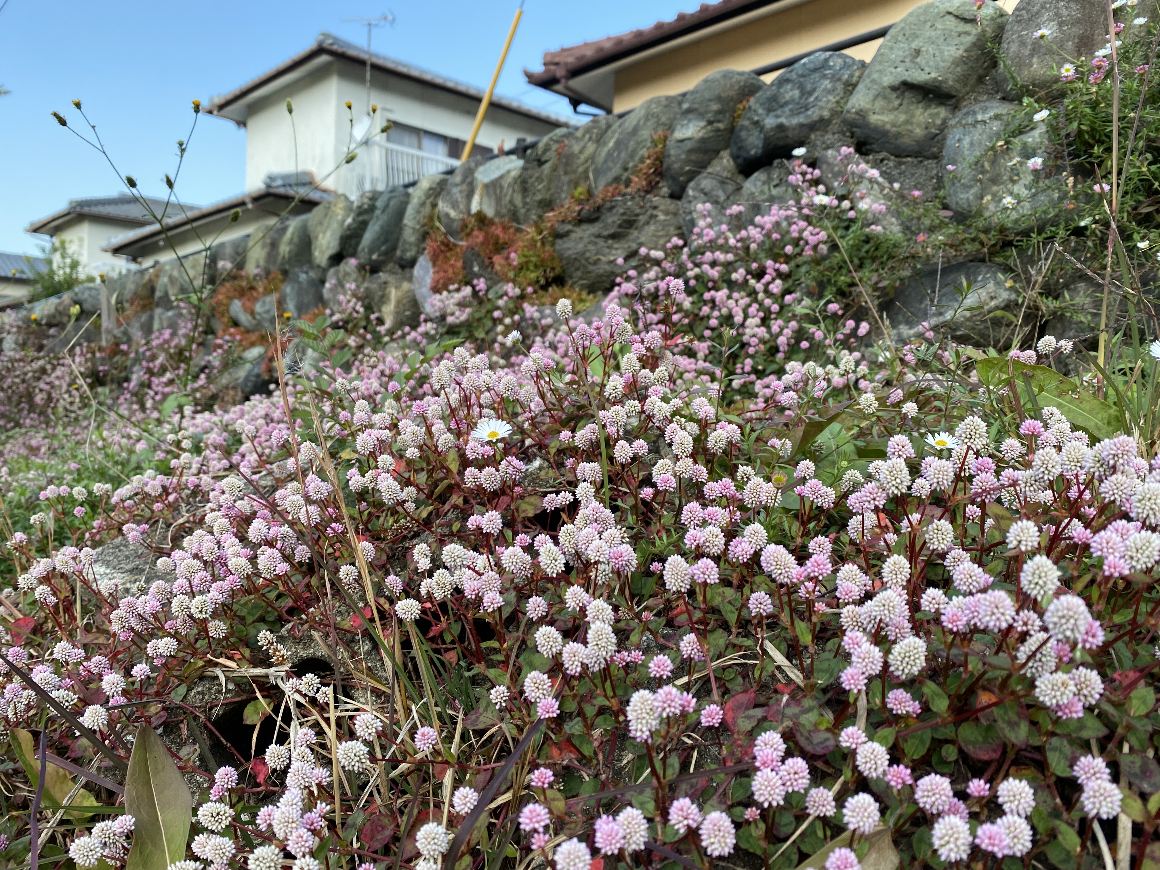 遊歩道沿いに咲く花