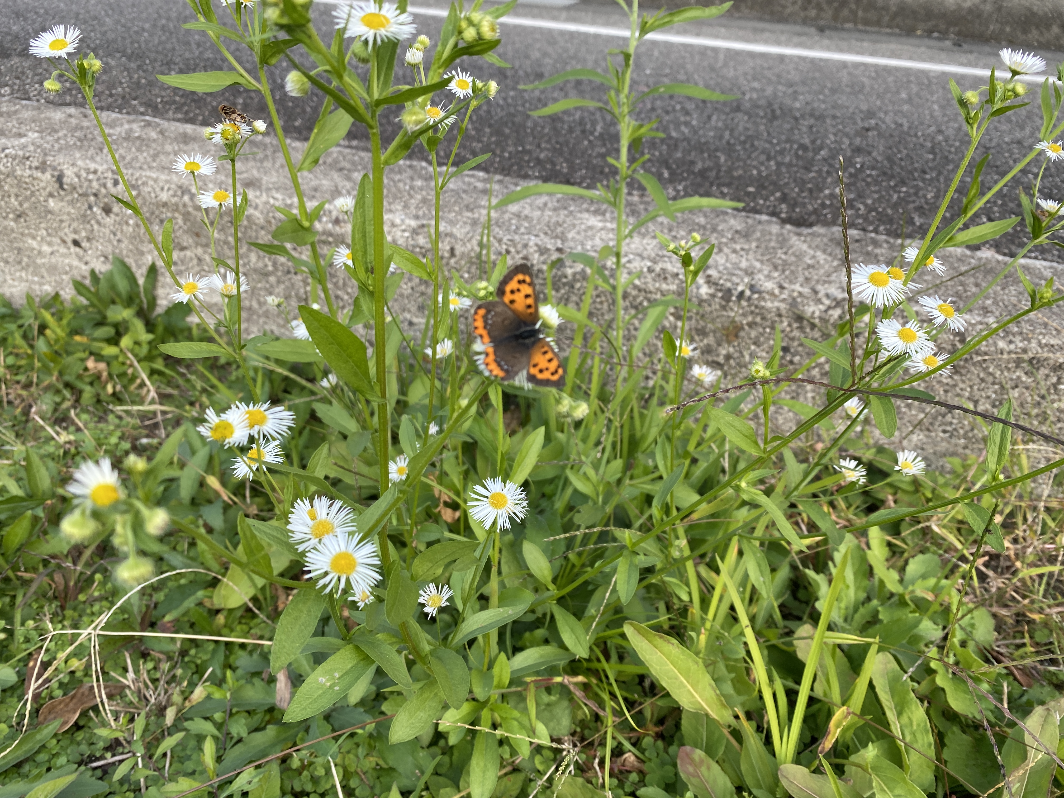 鉱山跡遊歩道自転車道　足元には小さな蝶たち