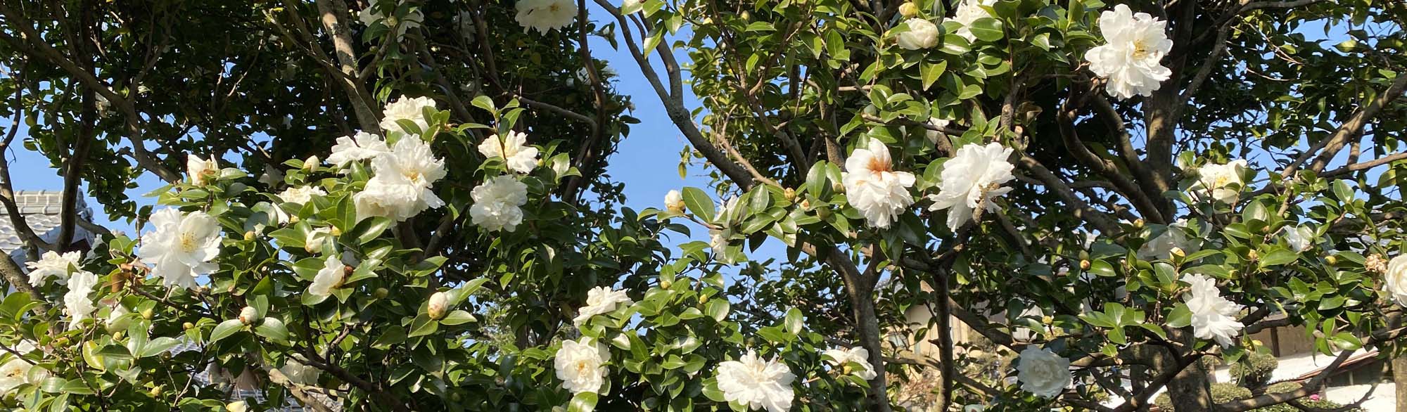 民家の垣根にもきれいな花